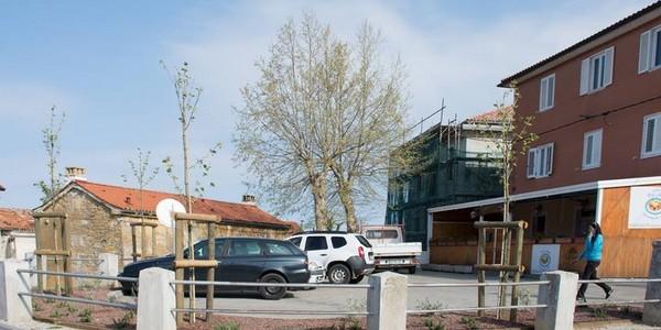 Drevesni očaki Miljskih hribov